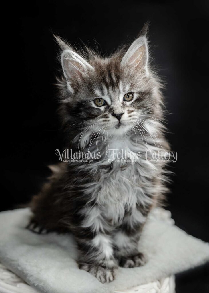 Black silver tabby polydactyl Sgaeyl