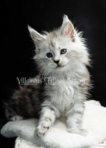 Back silver tabby Maine Coon kitten