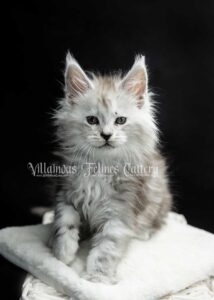 Black Silver Tabby Maine Coon Kitten