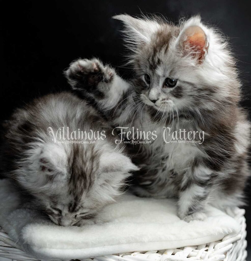 Maine Coon kitten from Villainous Felines in Lehi, Utah