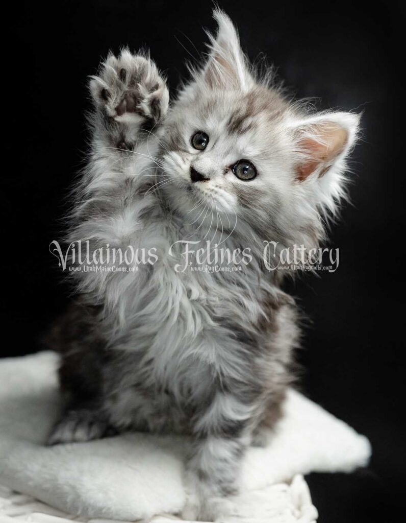 Villainous Felines Maine Coon kittens raised in Lehi, Utah