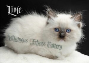 mitted traditional seal point ragdoll