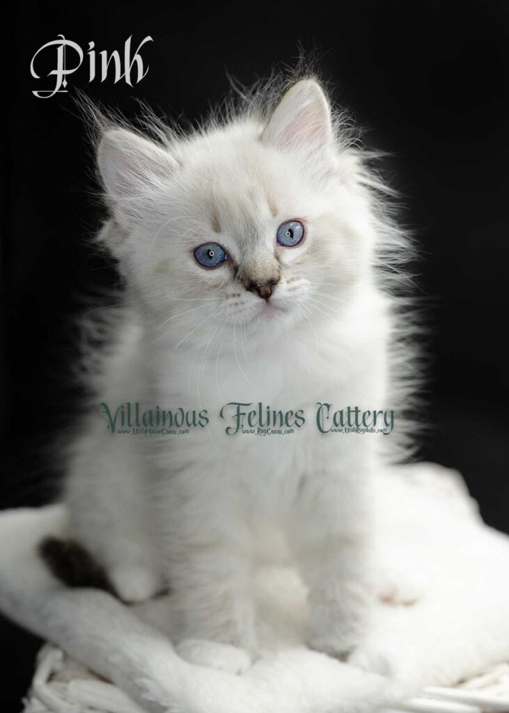 Mitted seal lynx Ragdoll