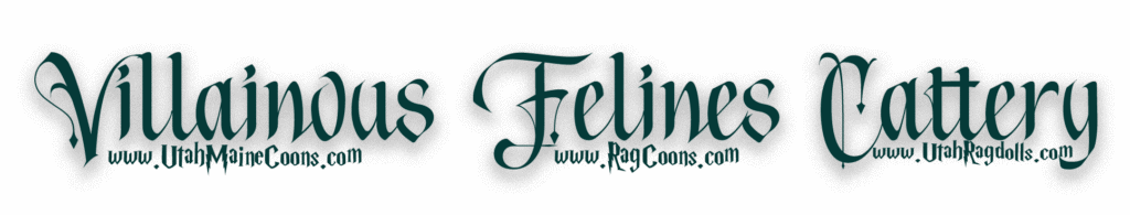 Villanous Felines Cattery rectangle logo
