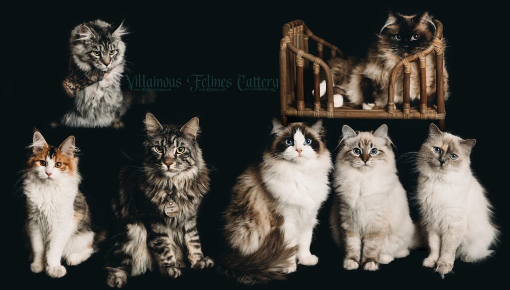 Maine Coon and Ragdoll Cats