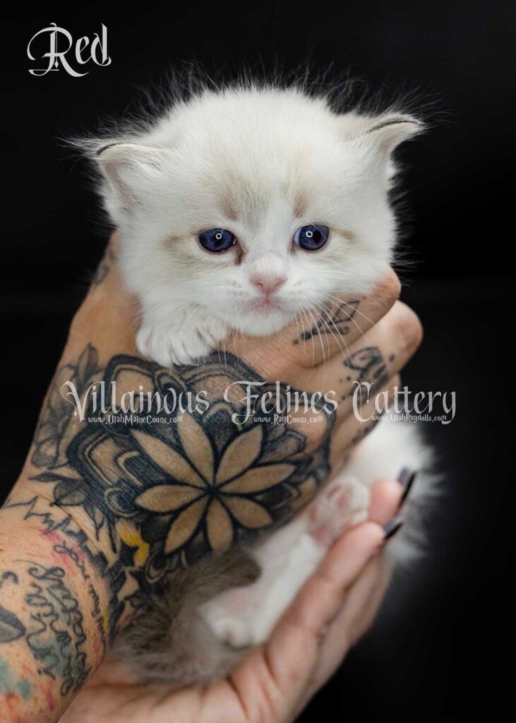 ragdoll male kitten