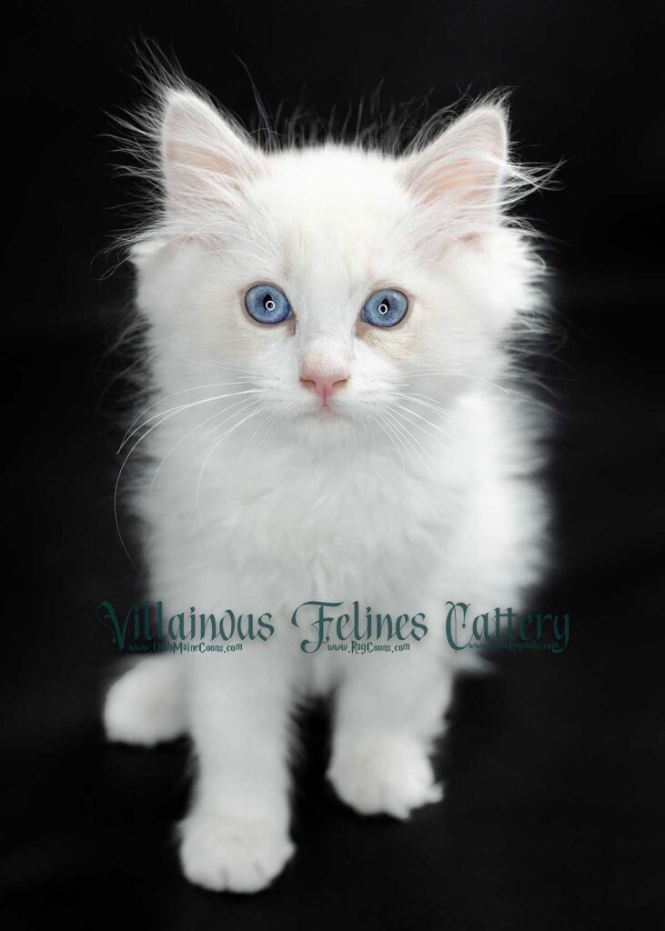 blue bicolor lynx ragdoll kitten