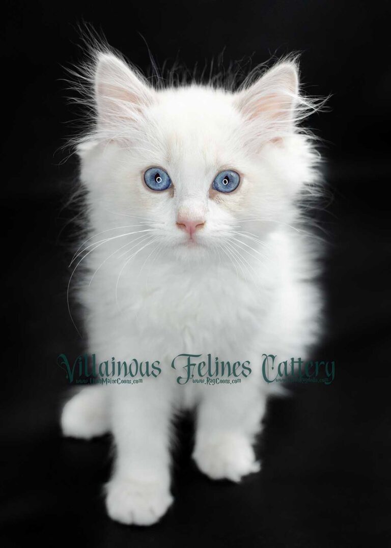 blue bicolor lynx ragdoll kitten