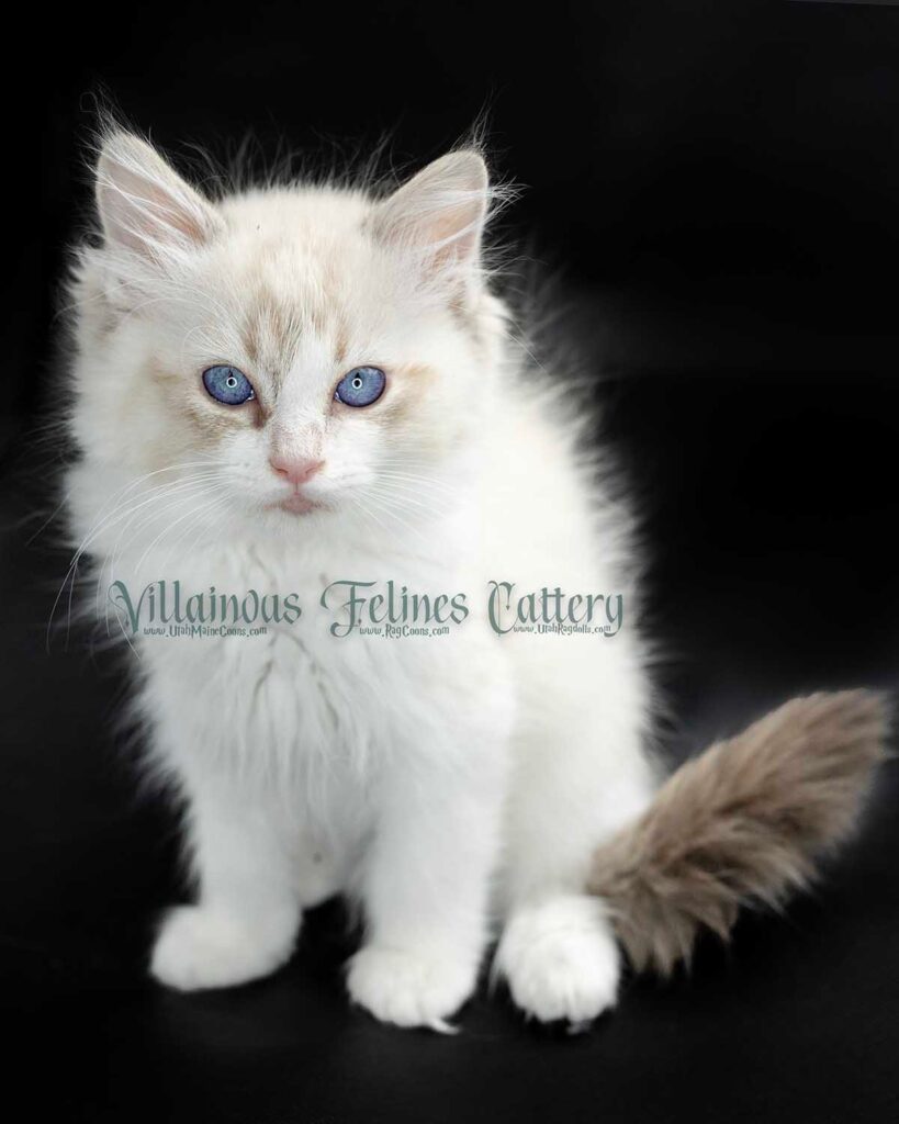 Lynx Ragdoll Kitten