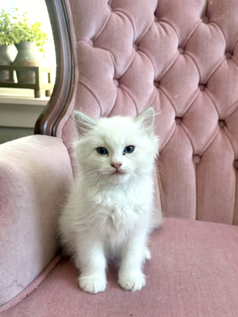 blue bi color lynx ragdoll kitten