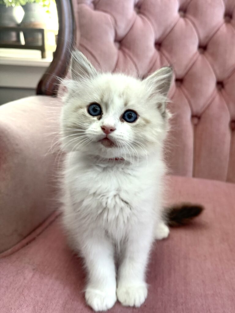 Ragdoll Kitten