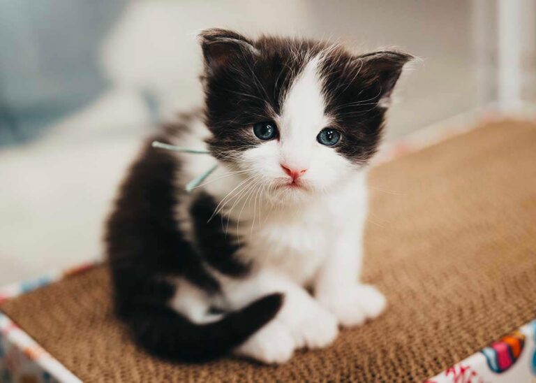 Black and white bicolor Maine Coon kitten Eclipse from Flame and Shadow litter at Villainous Felines cattery Utah available