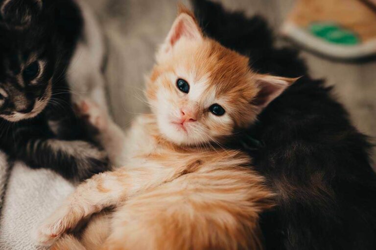 Red Tabby Maine Coon kitten Pyre from Flame and Shadow litter at Villainous Felines cattery Utah available