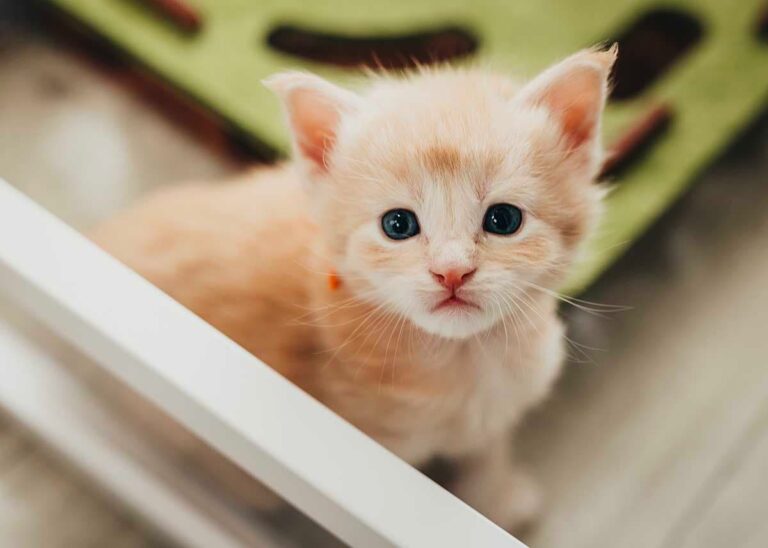 Rare red smoke Maine Coon kitten Helios from Flame and Shadow litter at Villainous Felines cattery Utah available