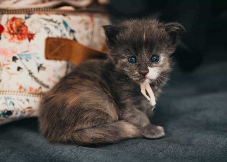 Blue torbie Maine Coon kitten Seraphine from Flame and Shadow litter at Villainous Felines cattery Utah available