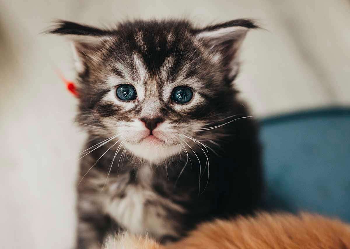 Classic black tabby Maine Coon kitten Phantom from Flame and Shadow litter at Villainous Felines cattery Utah