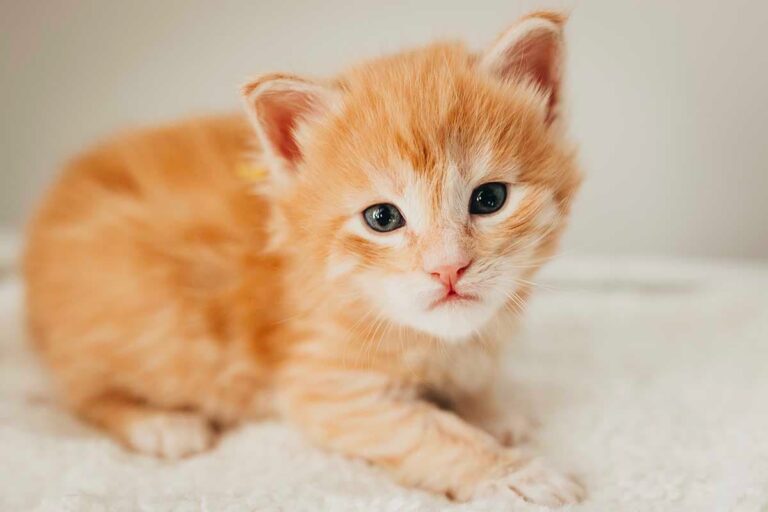Red tabby Maine Coon kitten Blaze from Flame and Shadow litter at Villainous Felines cattery in Utah