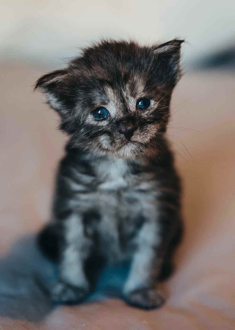 Black smoke Maine Coon kitten Hex from Friday the 13th litter at Villainous Felines