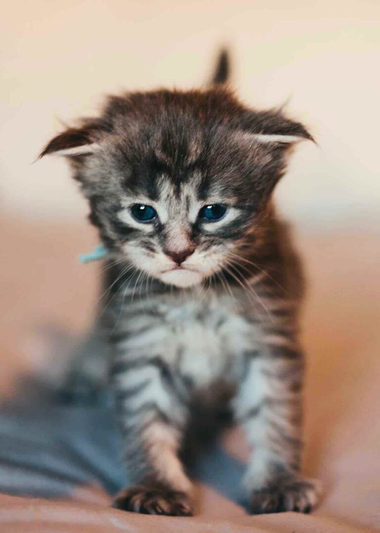 Blue tabby Maine Coon kitten Ophelia with bright eyes and fluffy coat at Villainous