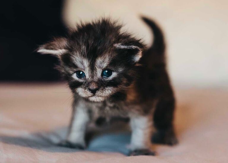 Black smoke Maine Coon kitten Rune from Friday the 13th litter at Villainous Felines