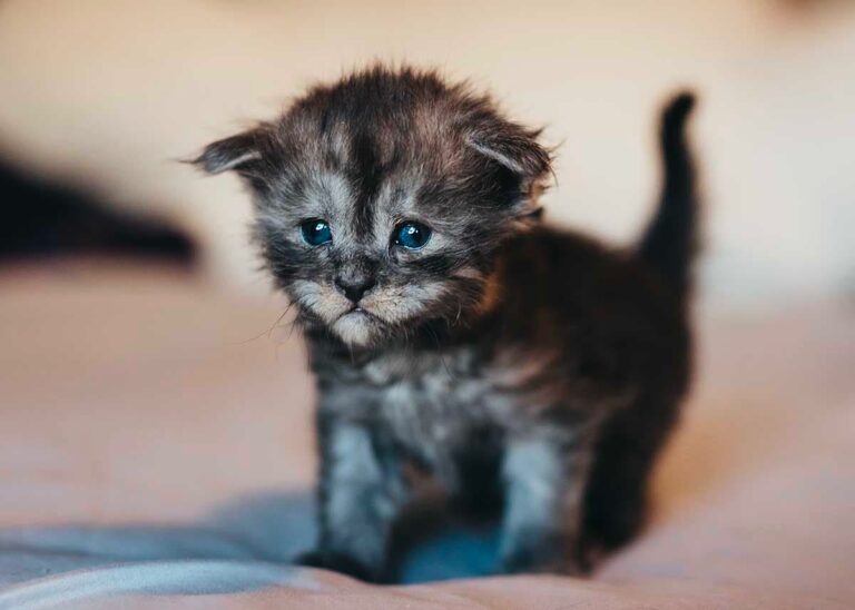 Black smoke Maine Coon kitten Onyx from Friday the 13th litter at Villainous Felines