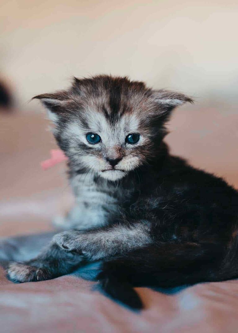 High smoke black Maine Coon kitten Jinx from Friday the 13th litter at Villainous Felines cattery Utah