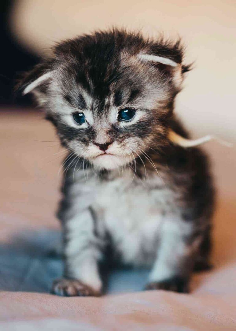 Black tabby Maine Coon kitten XIII from Friday the 13th litter at Villainous Felines cattery in Utah