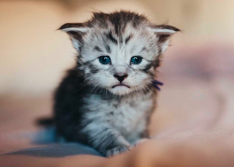 Black tabby Maine Coon kitten Doom from Friday the 13th litter at Villainous Felines cattery Utah
