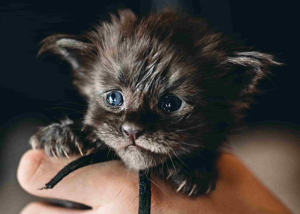 Black smoke polydactyl Maine Coon kitten being held