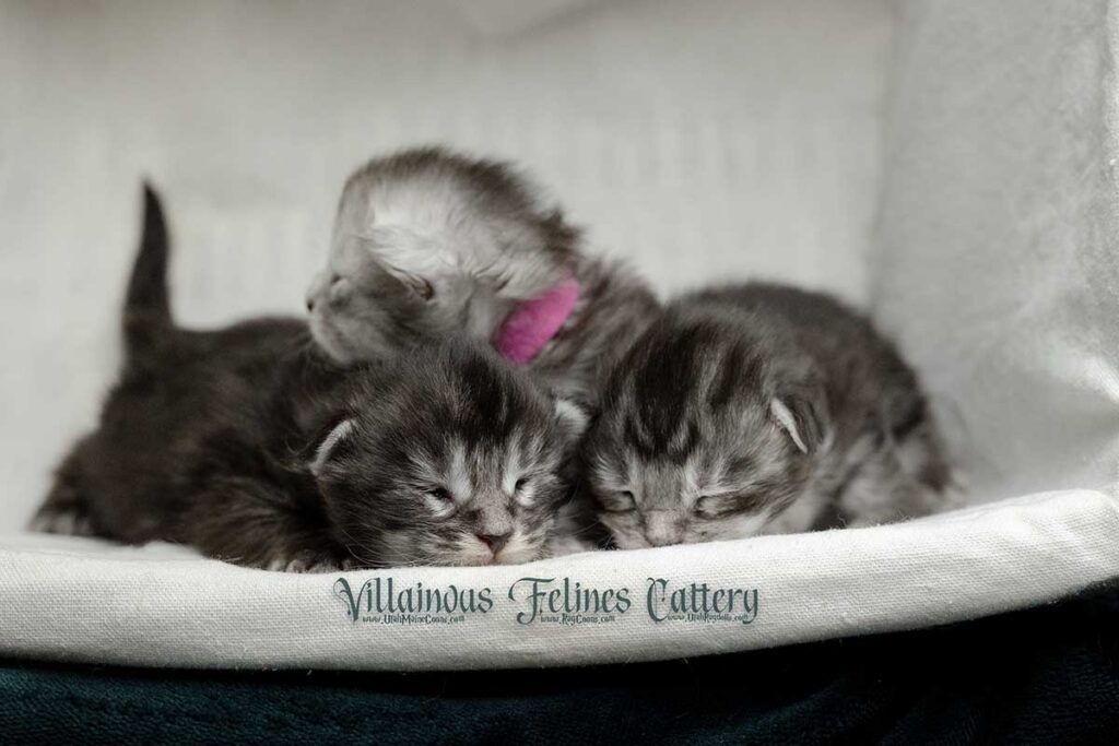 Maine Coon kittens raised by Villainous Felines in Lehi, Utah