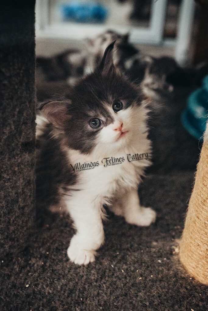 A 5 week old black smoke bicolor female Maine coon kitten. born in Utah county