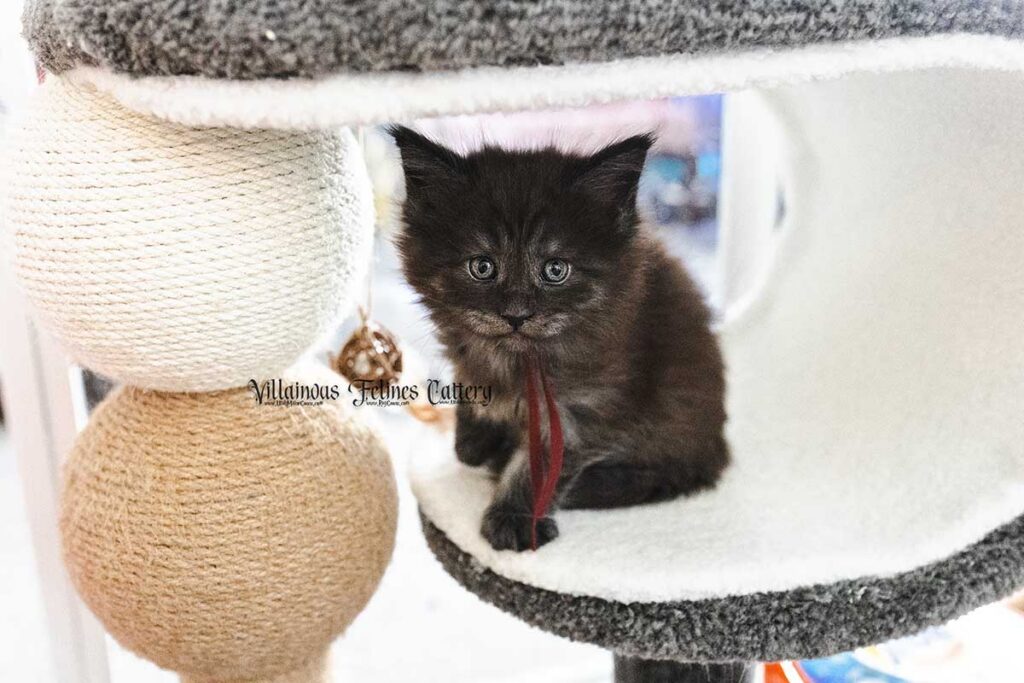 A 5 week old black smoke female Maine coon kitten. born in Utah county