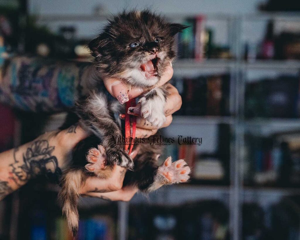 A 3 week old black smoke torbie with white Maine coon kitten that is a female named Dracarys that is very dramatic and has a pointed personality.