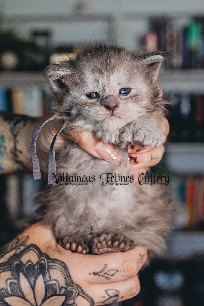 A 4 week old polydactyl Maine coon kitten that is a male blue and silver tabby