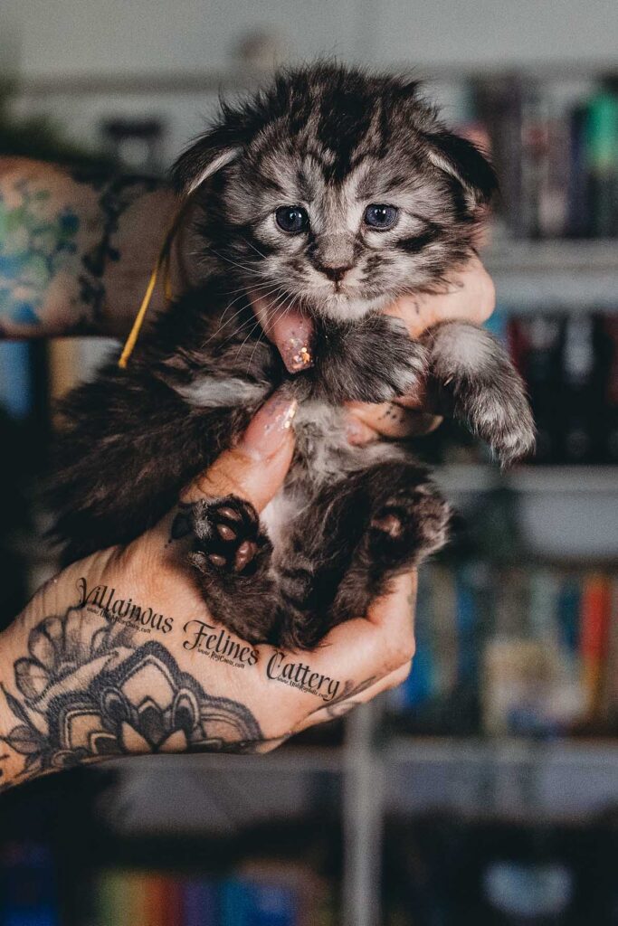 A 4 week old Maine coon kitten that is a female black and silver tabby named Irri from Game of Thrones