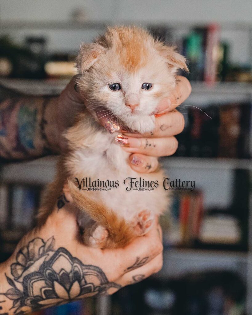 a 4 week old Maine coon kitten that is a red smoke bicolor male named Jorah from Game of Thrones
