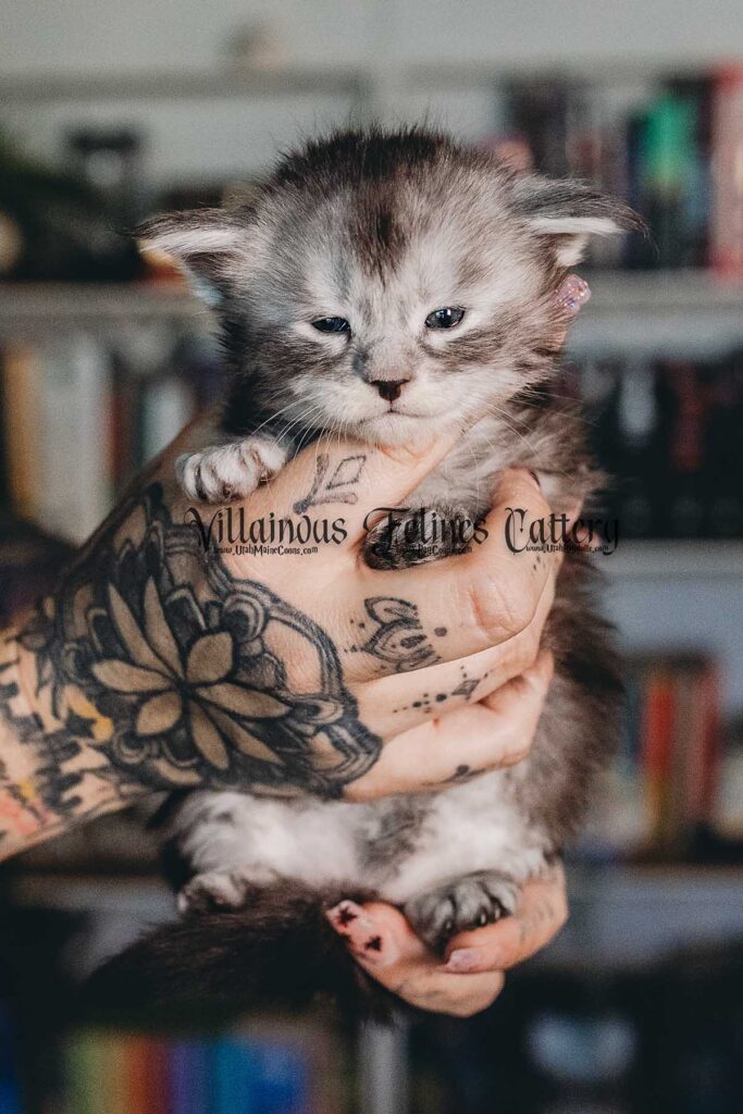 A 3 week old Maine coon kitten that is a female black and silver tabby born in Utah