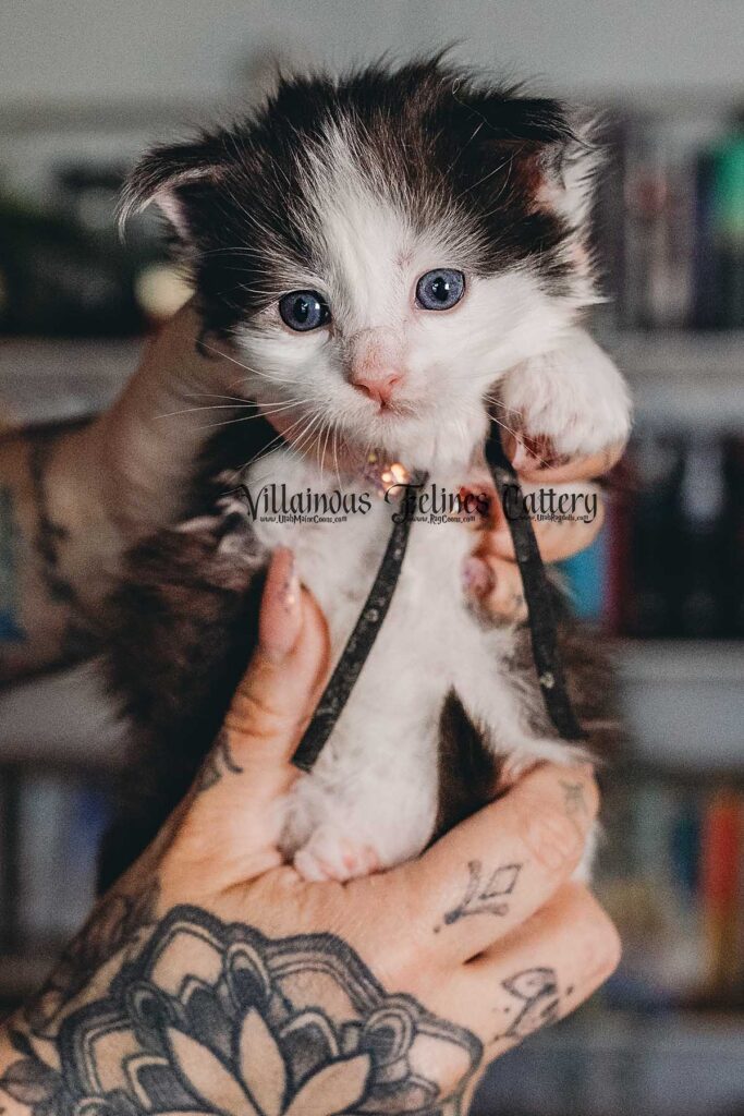 4 week old Maine coon kitten that is a male black smoke bicolor named Rhaego from Game of Thrones in Utah county