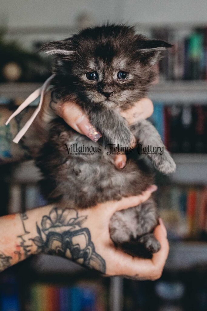 4 week old Maine coon kitten that is a female black smoke named Syrax