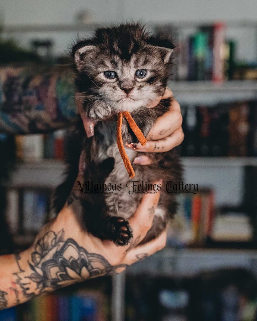 A 4 week old Maine coon kitten that is a male black and silver tabby named after Tyrion Lannister