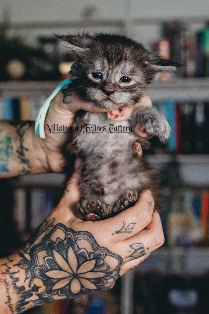 4 week old Maine coon kitten that is a male black silver tabby named viscerion