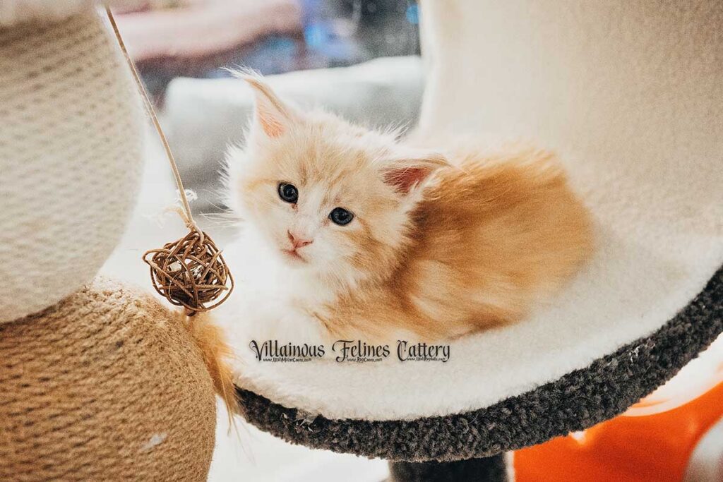A 5 week old Maine coon kitten red smoke bicolor male born in Lehi Utah