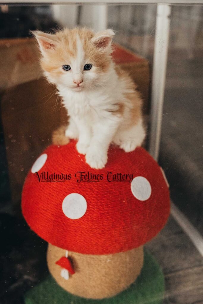 A 5 week old red smoke bicolor male Maine coon kitten. born in Utah county on a mushroom cat scratcher